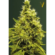 Семена конопли White widow Феминизированные Victory seeds